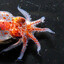octopino tenticulus