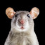 Gangstalicious Rat