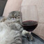 Кот вино кунибой