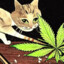 CAT WITH THE BLUNT