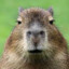 capybarav111