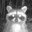 Raccoon's avatar