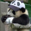 [Panda] Bartez427