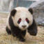 RedEyePanda