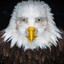 marvin beak