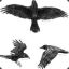 MurderOfCrows4