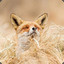 Outfoxed-