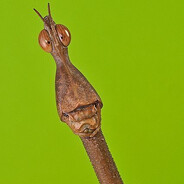 Stick Insect