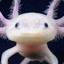 Axolotl