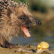 Hedgehog