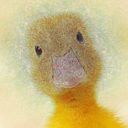 Quacken