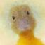 Quacken