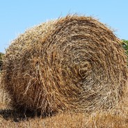 Čenda Seno - AMCIK KEBABI DOLMAS