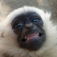 Kepczyk The Gibbon