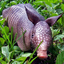 Cute Armadillo