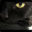 LuckyCat