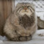 Manul Lover