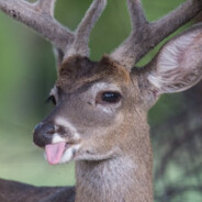 Idiot Deer Creature