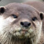 StaleOtter