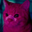 catman