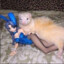 RATON KACHERO