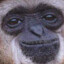 The Trash Ape