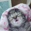 кот мартовский