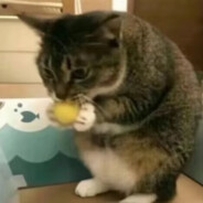 我吃了饭后不饿