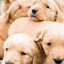 40,000 Puppies