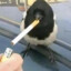 🚬🐦