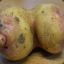 Potato Tits