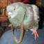 iSELLPIGEONS