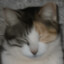 一只流浪猫