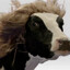 LADY_COW