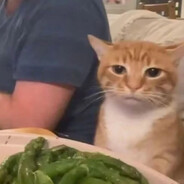 What is my CAT thinking❓