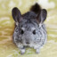 chinchilla
