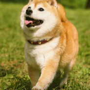 伟大的大龙先生的分身