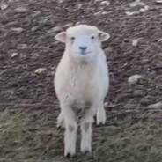 一只姓林的小羊