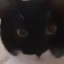 DarkSideNeMo