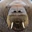 Angry Walrus