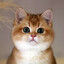 TravisCat