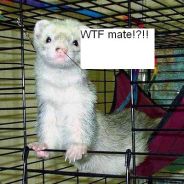 Injuring Ferret - steam id 76561197971107459