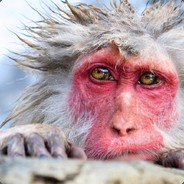 Macaque