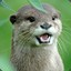 OtterSquash
