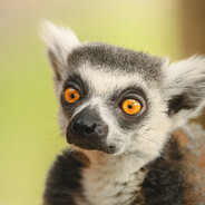 LEMUR
