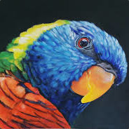 Rainbow Lorikeet