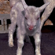 山羊之爆炸泰迪