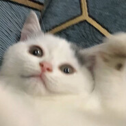 顶级美人龙傲天