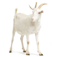 The GOAT