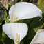 Calloideae